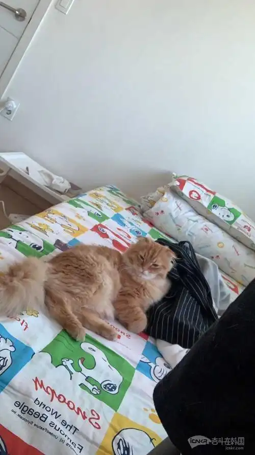 一只可爱的小橘猫串串求领养