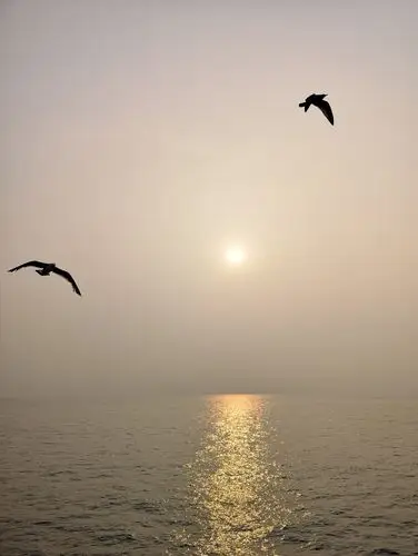 两只海鸥一直在船尾盘旋