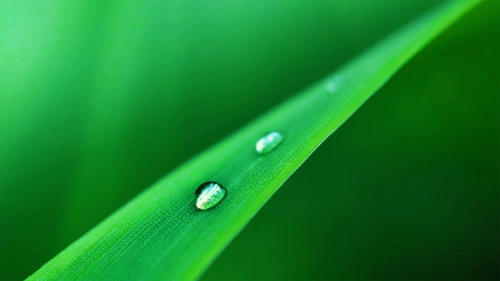 小清新植物微距摄影高清宽屏桌面壁纸