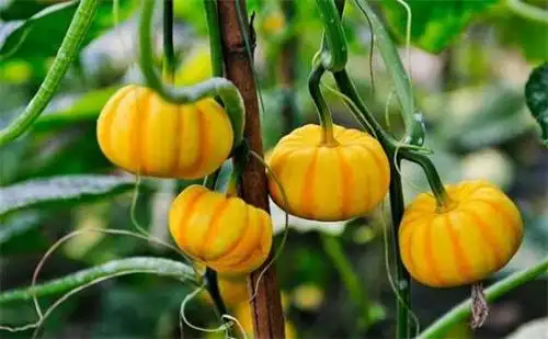 41种不常见的罕见水果图片和名字