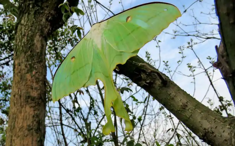 【原创】长尾水青蛾