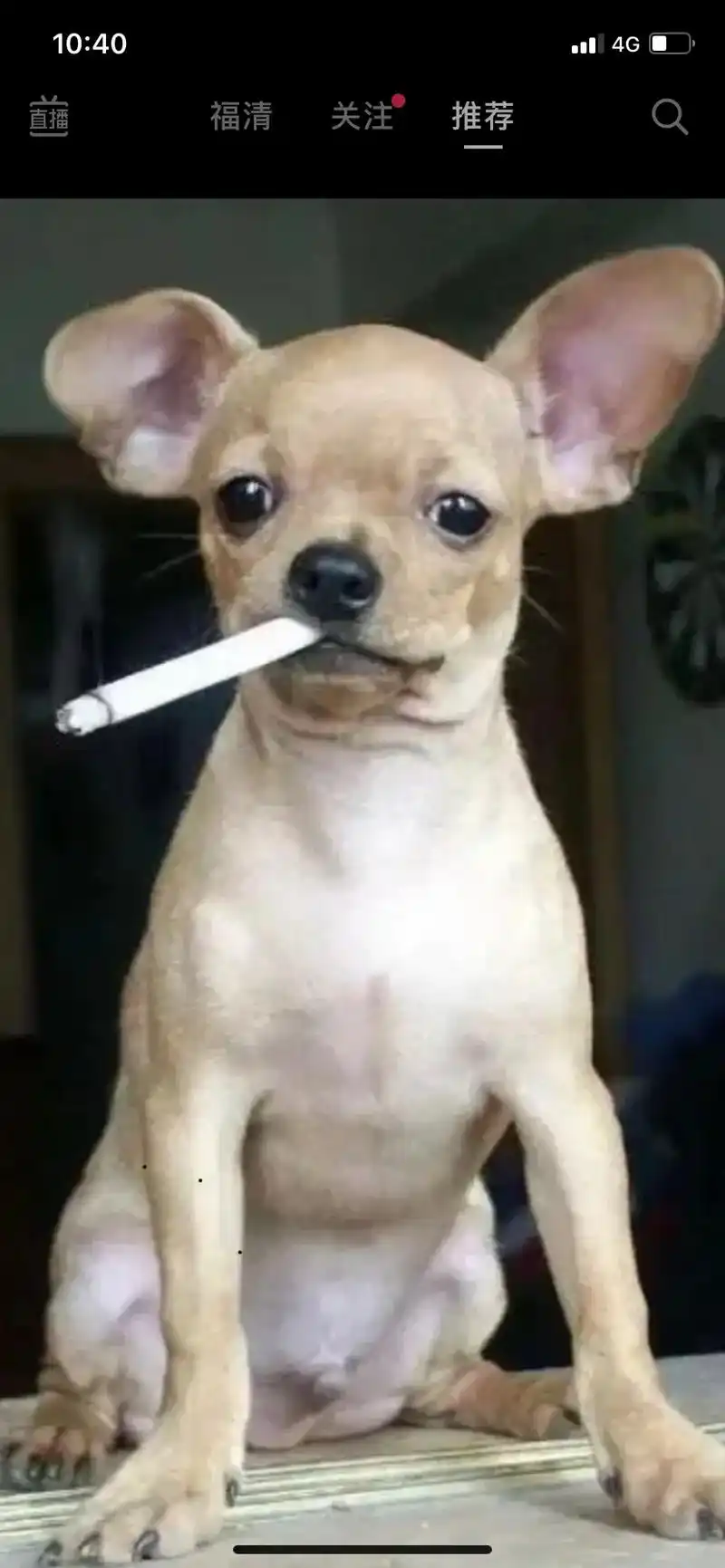 这年头狗都学会抽烟了#精神小狗 - 抖音