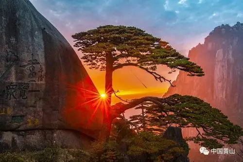 官方回应了丨黄山迎客松是塑料的?评论区太热闹