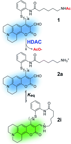 real-time detection of histone deacetylase activity