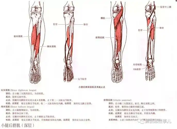 超完整全身肌肉解剖学图谱
