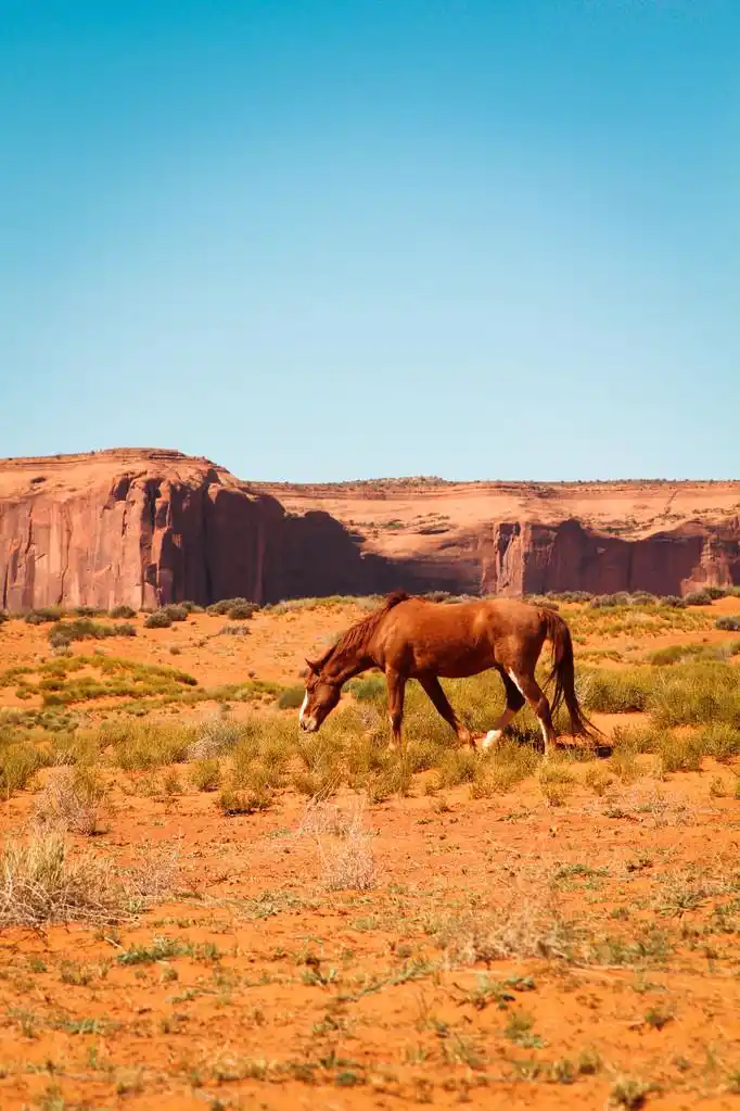 野生的马,棕色野马纪念碑山谷,亚利桑那州,美国在沙漠中