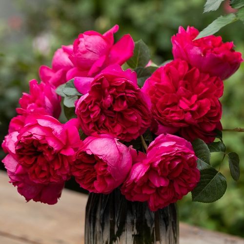 天狼自育蔻丹园艺盆栽花卉月季花