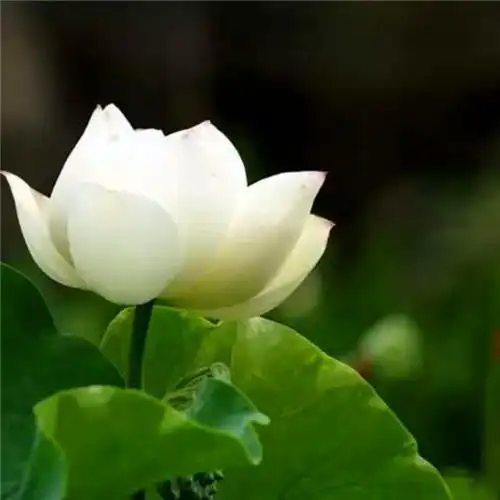 佛系图片头像禅意荷花 独一无二的佛系莲花图片微信头像_微信头像