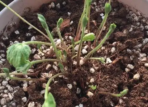 牡丹种子怎么发芽 快速发芽方法(催芽是关键)