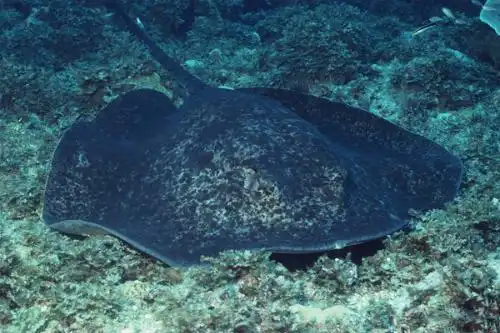 英文名称batfish,蝙蝠鱼属于蝙蝠鱼科,成年体形可以