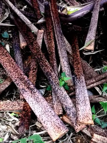 难忘儿时拾过的笋壳叶