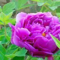 微信头像图片大全 微信花草植物头像牡丹头像图片大全【点击鼠标右键