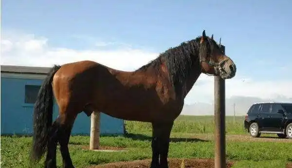 8吨, 第六蒙古马, 第七关中马