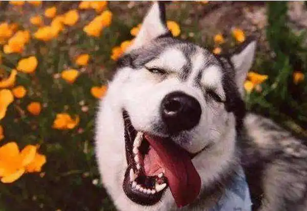 狗狗怎么表达愉悦狗狗会笑吗