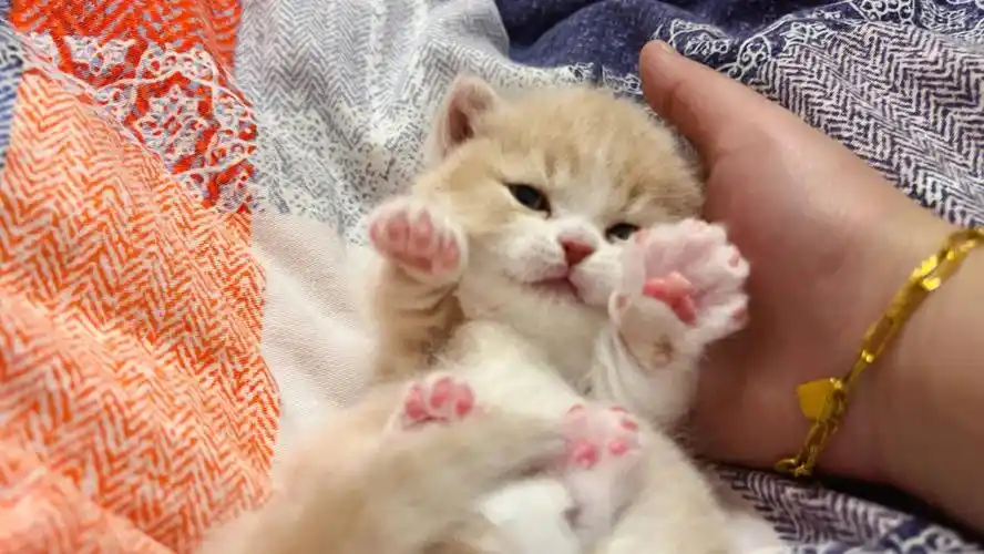 小猫咪撒娇三连