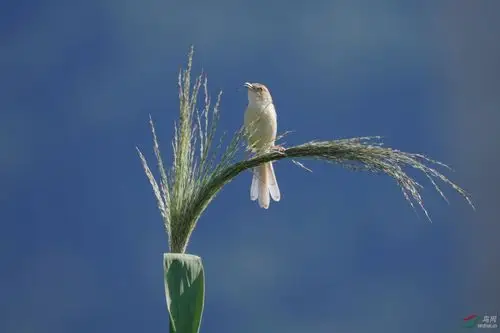 202011.一鸟一花一世界
