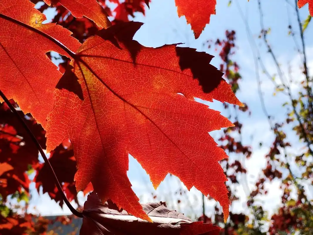 枫叶红,银杏黄,大自然像是打翻了调色盘.