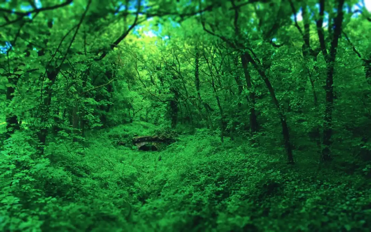 绿色森林风景桌面壁纸高清大图预览1920x1080_风景壁纸下载_美桌网