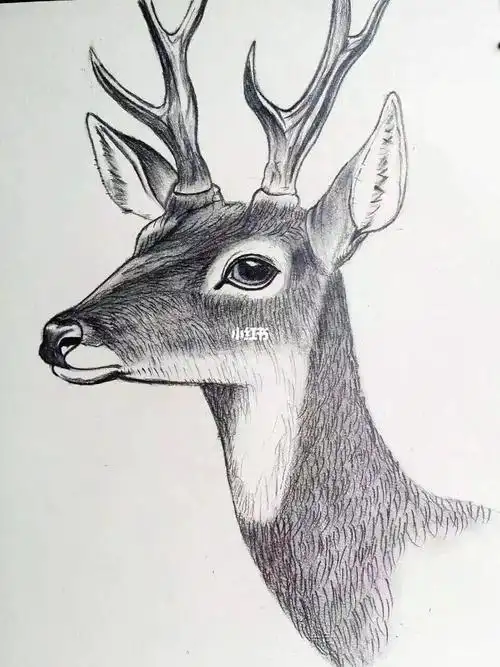 素描小鹿
