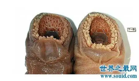 你看过这些恶心的图片吗 有没有看着就想吐