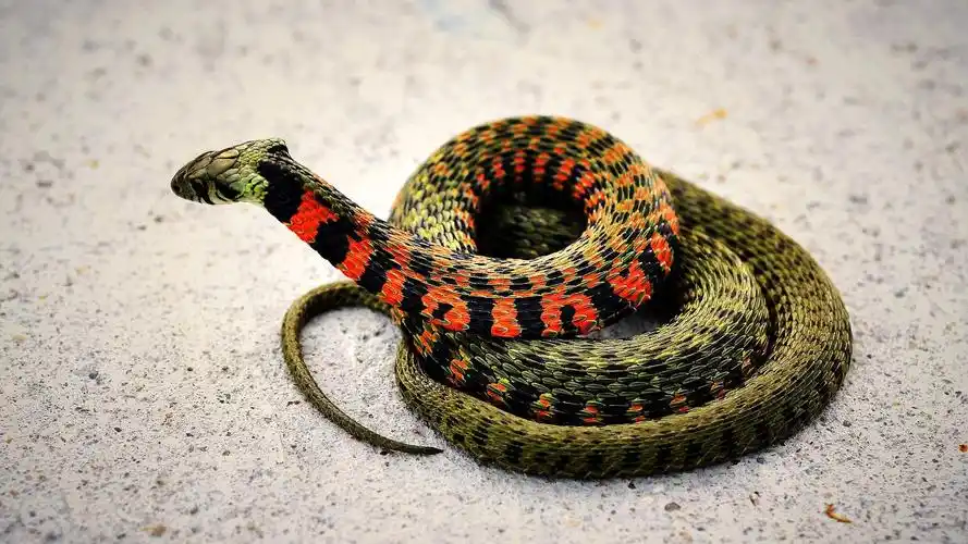 可怕冷血动物蛇