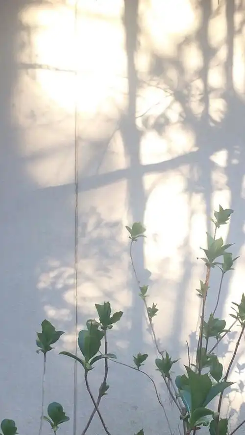 ins绿色壁纸唯美