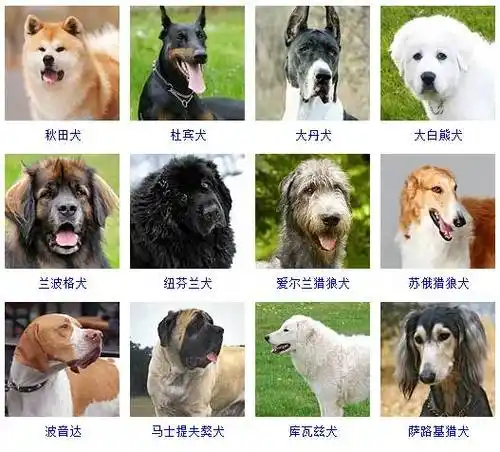 狗狗品种大全图片名字178种美国akc认证的狗狗