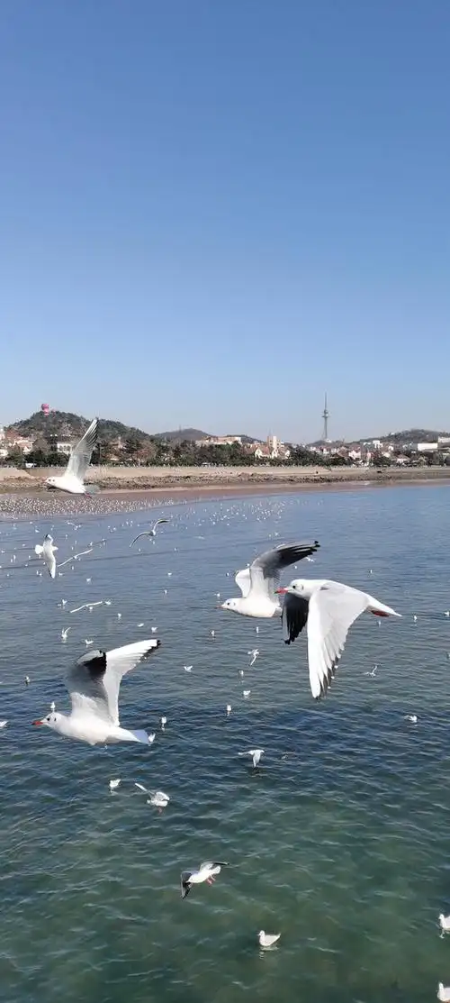 青岛百年栈桥 - 学谦斋 - 图虫