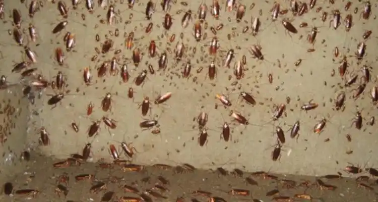 蟑螂粪便是什么样子的