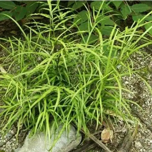 凤尾草鸡爪草金鸡尾井栏草井边栏草新鲜全株500g