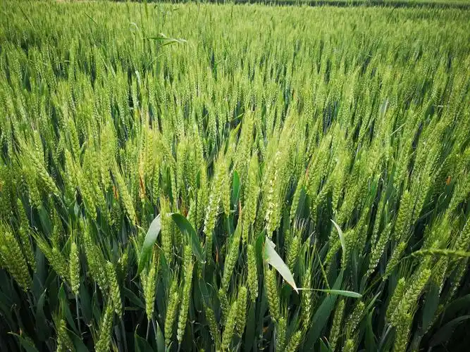 五月,麦田里的守望者