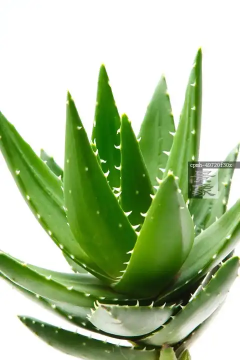 图片标题:     清新芦荟 图片编号:     cpmh-49720f30z 授权方式
