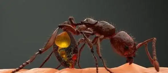 红火蚁具有那么强的生物属性它的天敌是什么