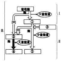 如图示细胞有氧呼吸过程图解,Ⅰ,Ⅱ,Ⅲ代表三个阶段,请据图回答下列
