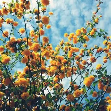 女的微信头像 招财花景图 女生头像图片大全 -【爱个性】