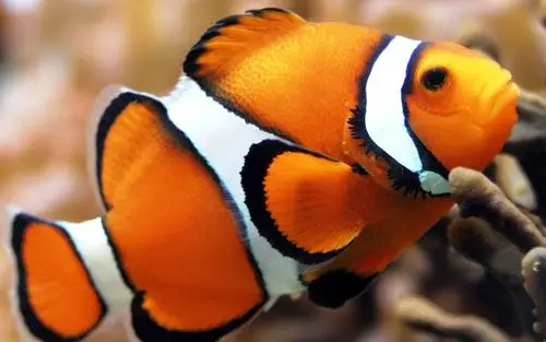 小丑鱼图片大全小丑鱼图片壁纸