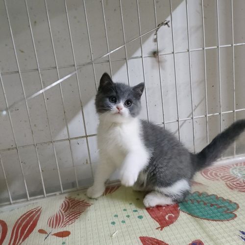 猫咪英短蓝白,无病无癣,不包邮!