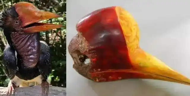 死亡即灭绝,有一种动物仅剩两只且为雌性,需人类24小时带枪保护