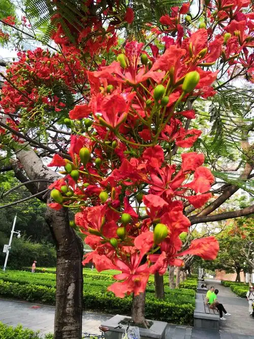 赏凤凰木花!(深圳生活篇)