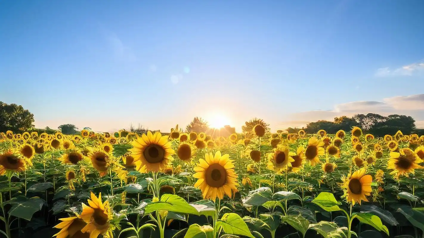 🌻ins风黄色系高级向日葵壁纸💛