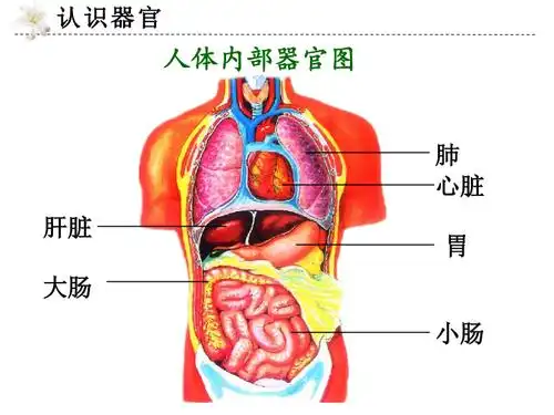 六年级下册科学课件 - 4人体的组成 冀人版 (共20张ppt)