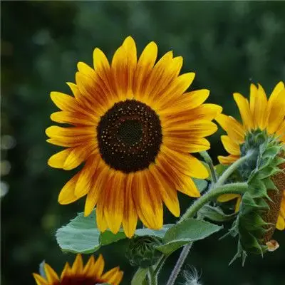 漂亮的向日葵微信头像图片,向日葵特写图片-个性头像