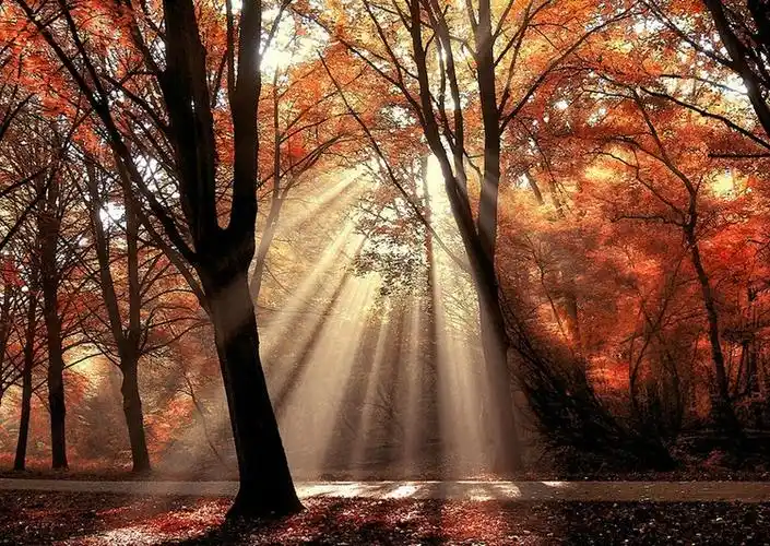 [图阳光]一缕阳光,一片风景,此刻,心不会再乱 - 治愈系图片 - 流年