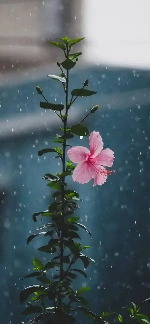 壁纸 | 高级黑色系 锁屏壁纸