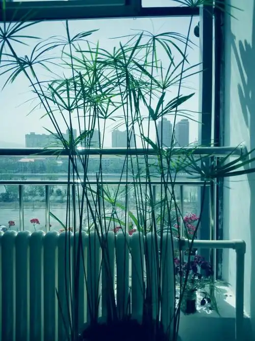 再生,有一次,我外出半月,家人忘记浇水,回来时,台湾竹已成枯枝败叶,东