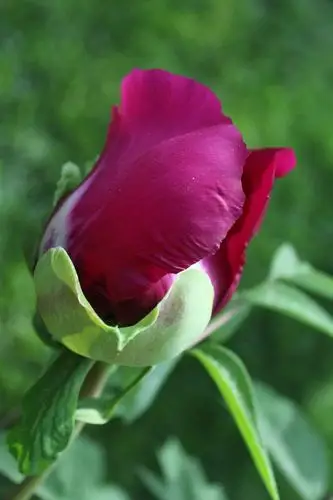 含苞待放的牡丹