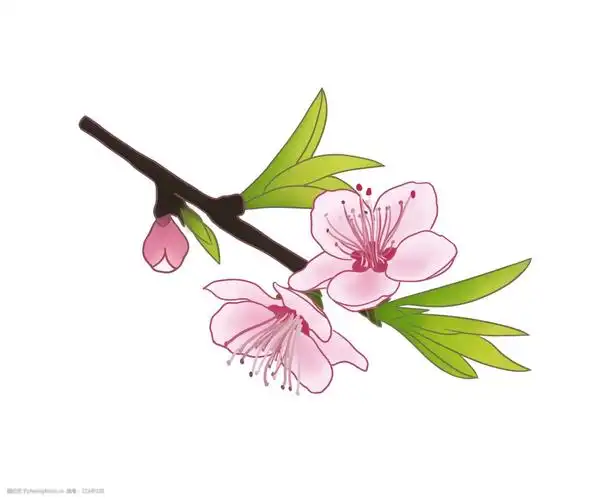 粉色桃花卡通插画