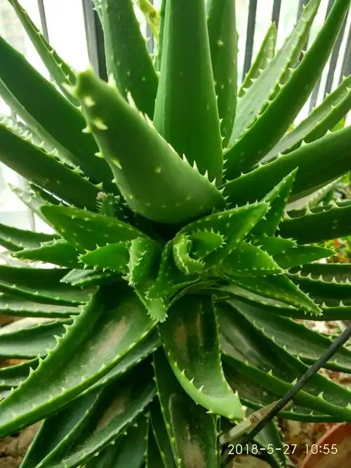 十年芦荟,终见花开