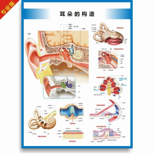 鼻喉解剖图耳鼻喉结构图耳鼻喉科挂图医院科室海报 耳朵的构造(竖版)