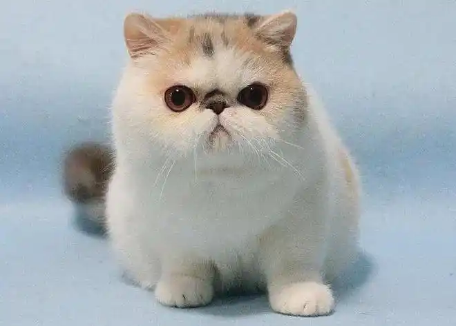 异国短毛猫加菲猫的常见饲养问题和管理注意事项